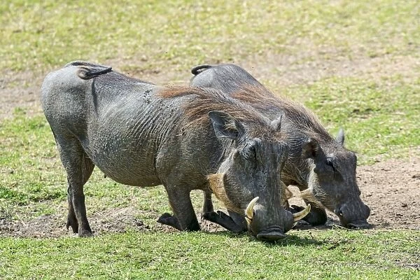 Two Warthogs -Phacochoerus africanus-, Msai Mara National Reserve, Kenya