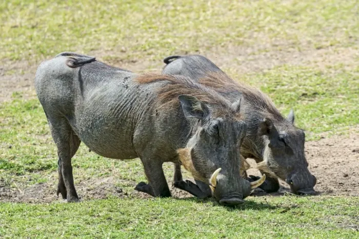 Framed Print : Two Warthogs -Phacochoerus africanus-, Msai Mara National Reserve, Kenya