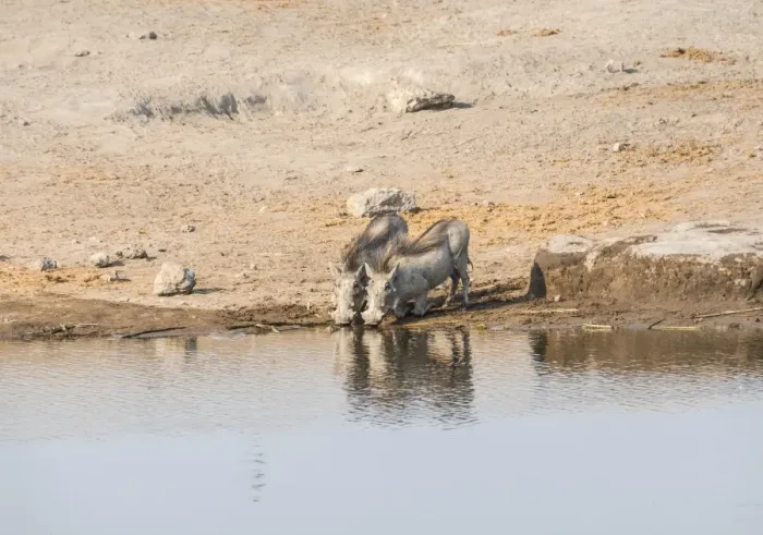 Framed Print : Two warthogs -Phacochoerus africanus- drinking, Etosha National Park, Namibia Framed Print : Two warthogs -Phacochoerus africanus- drinking, Etosha National Park, Namibia