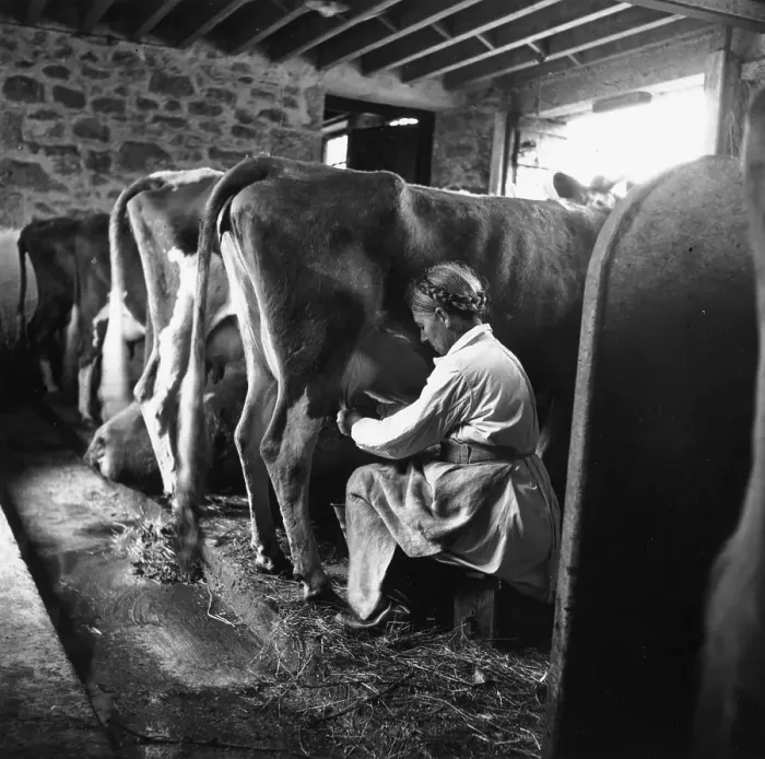 Framed Print : Wartime Dairy Framed Print : Wartime Dairy