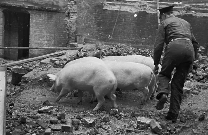 Framed Print : Wartime Pig Farming Framed Print : Wartime Pig Farming