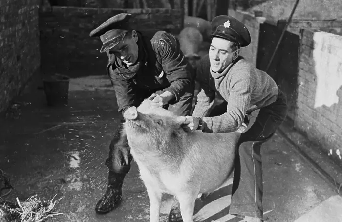 Framed Print : Wartime Pig Handlers Framed Print : Wartime Pig Handlers