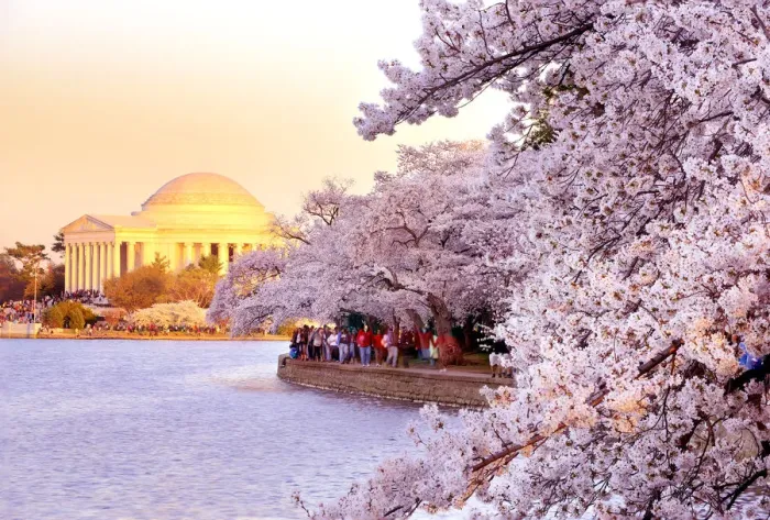 Framed Print : Washington DC cherry blossom Framed Print : Washington DC cherry blossom