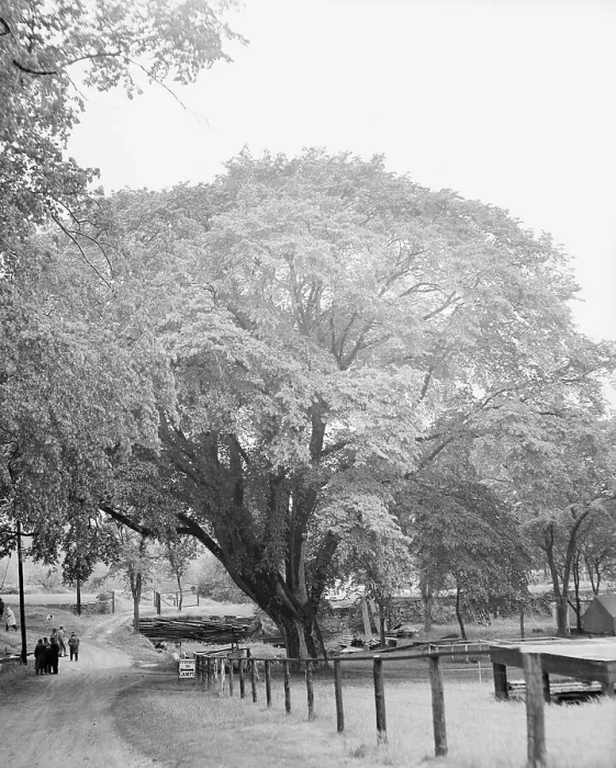 Framed Print : Washington Elm Tree Framed Print : Washington Elm Tree