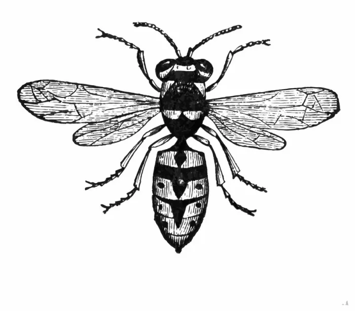 Framed Print : Wasp Framed Print : Wasp