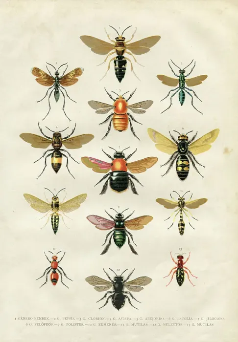 Framed Print : Wasp bumblebee insects illustration 1881 Framed Print : Wasp bumblebee insects illustration 1881
