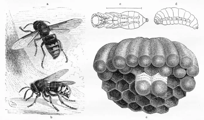 Framed Print : Wasp engraving 1884 Framed Print : Wasp engraving 1884