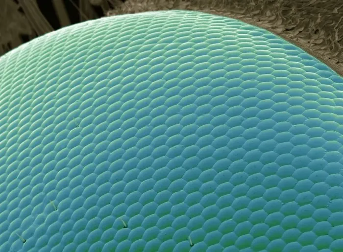 Framed Print : Wasp eye, SEM