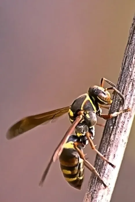 Framed Print : Wasp feeding over the stem