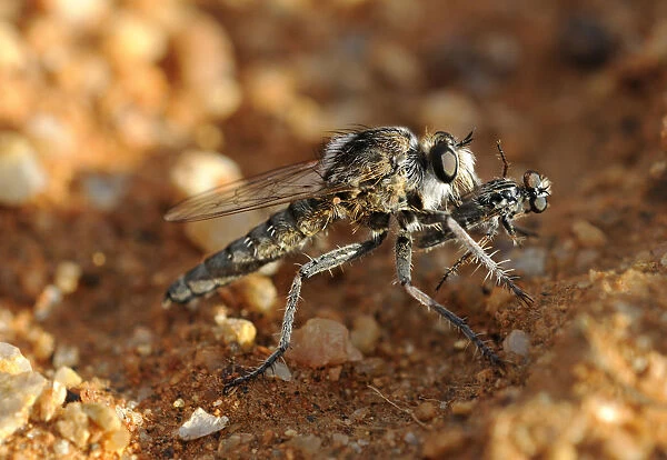 Wasp Robber Fly -Asilidae- with prey, Goegap Nature Reserve, Namaqualand, South Africa, Africa