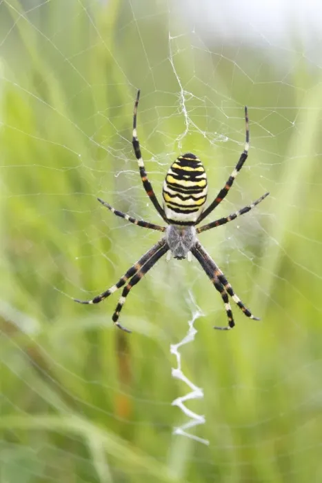 Framed Print : Wasp Spider -Argiope bruennichi-, on web, Neunkirchen, Siegerland, North Rhine-Westphalia, Germany, Europe Framed Print : Wasp Spider -Argiope bruennichi-, on web, Neunkirchen, Siegerland, North Rhine-Westphalia, Germany, Europe