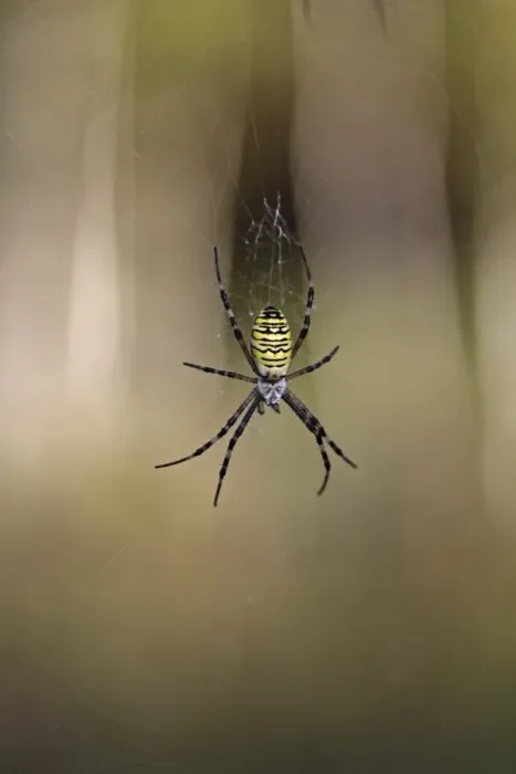 Framed Print : Wasp Spider -Argiope bruennichi-, Lake Federsee region, Upper Swabia, Baden-Wuerttemberg, Germany, Europe