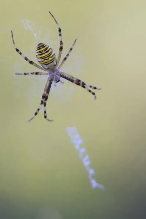 Framed Print : Wasp Spider -Argiope bruennichi-, female sitting on its web, Germany Framed Print : Wasp Spider -Argiope bruennichi-, female sitting on its web, Germany