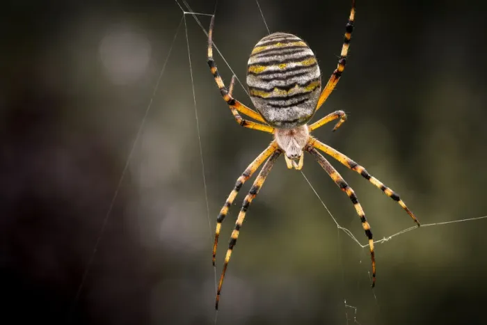 Framed Print : Wasp Spider -Argiope bruennichi-, Strobitzer Badesee, Cottbus, Brandenburg, Germany Framed Print : Wasp Spider -Argiope bruennichi-, Strobitzer Badesee, Cottbus, Brandenburg, Germany