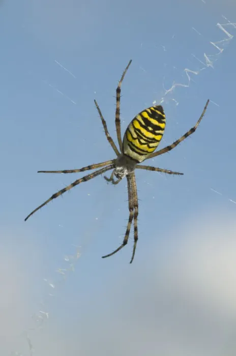 Framed Print : Wasp spider (Argiope bruennichi) Framed Print : Wasp spider (Argiope bruennichi)