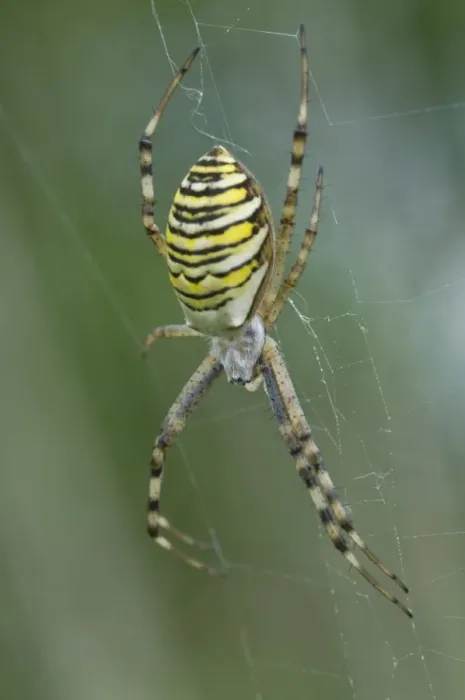 Framed Print : Wasp spider (Argiope bruennichi) Framed Print : Wasp spider (Argiope bruennichi)