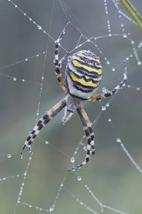 Framed Print : Wasp spider (Argiope bruennichi) Framed Print : Wasp spider (Argiope bruennichi)