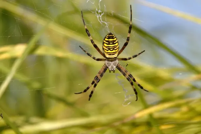 Framed Print : Wasp Spider -Argiope bruennichi- in a net, Limburg, Hesse, Germany, Europe Framed Print : Wasp Spider -Argiope bruennichi- in a net, Limburg, Hesse, Germany, Europe
