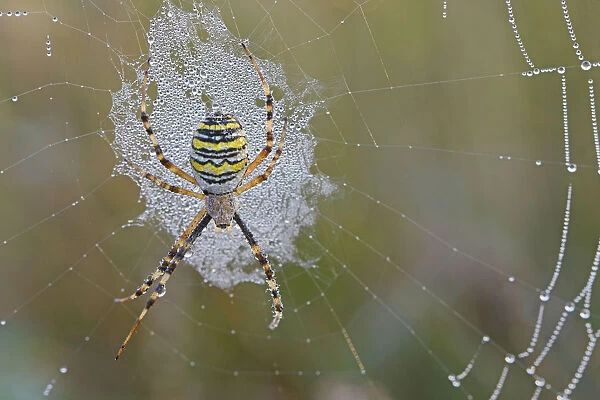Wasp Spider -Argiope bruennichi- on a spiders web, Emsland, Lower Saxony, Germany