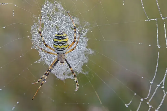 Framed Print : Wasp Spider -Argiope bruennichi- on a spiders web, Emsland, Lower Saxony, Germany Framed Print : Wasp Spider -Argiope bruennichi- on a spiders web, Emsland, Lower Saxony, Germany