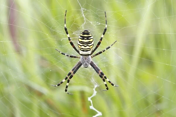 Wasp Spider -Argiope bruennichi-, on web, Neunkirchen, Siegerland, North Rhine-Westphalia, Germany, Europe
