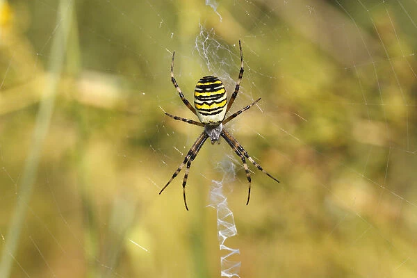 Wasp Spider or Zebra Spider -Argiope bruennichi-, female sitting in a web, North Rhine-Westphalia, Germany