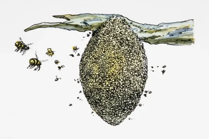 Framed Print : Wasps flying around nest Framed Print : Wasps flying around nest