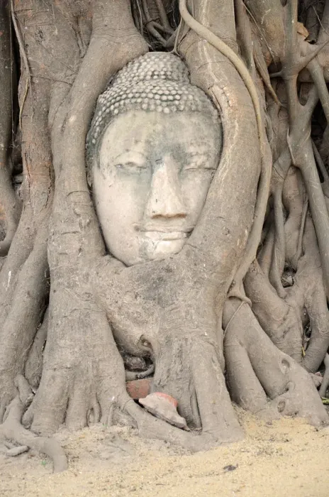 Framed Print : Wat Mahathat Buddha Head and Roots, Ayutthaya Framed Print : Wat Mahathat Buddha Head and Roots, Ayutthaya