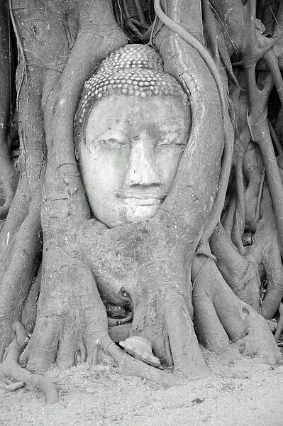 Wat Mahathat Buddha Head and Roots, Ayutthaya