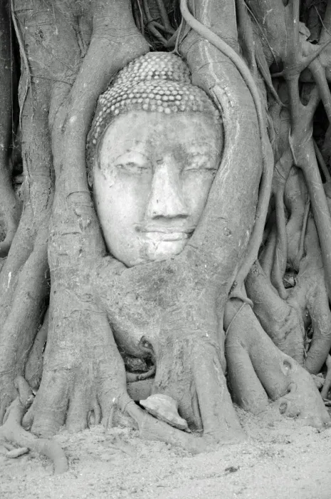 Framed Print : Wat Mahathat Buddha Head and Roots, Ayutthaya Framed Print : Wat Mahathat Buddha Head and Roots, Ayutthaya