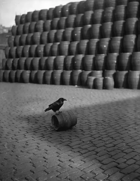 Framed Print : Watch The Birdie Framed Print : Watch The Birdie