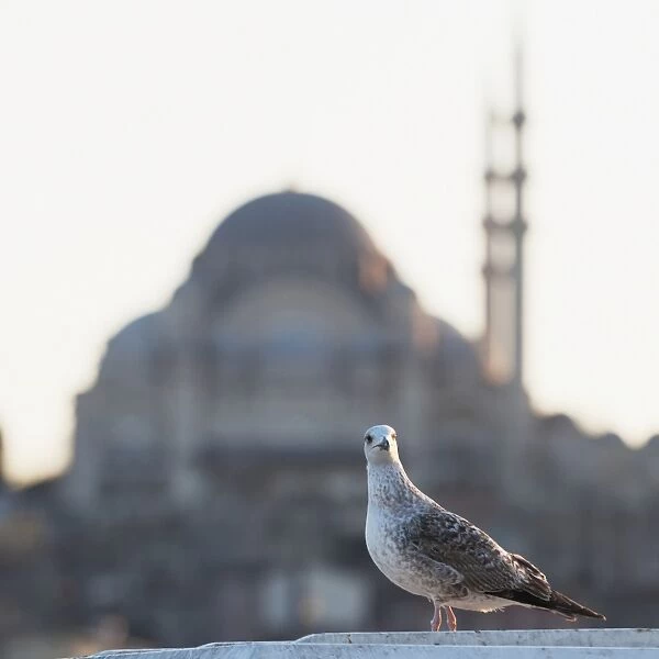 A Watchful Bird With The Suleymaniye Mosque In The Background