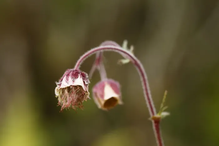 Framed Print : Water avens (Geum rivale), Burren, Ireland, Europe