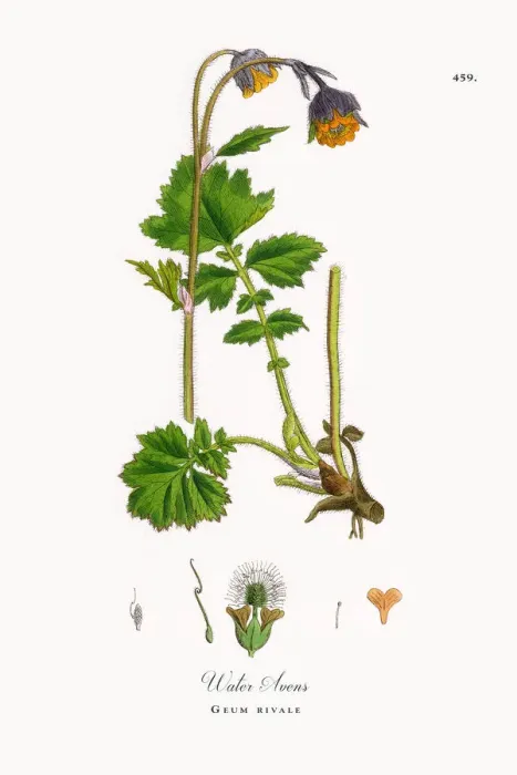 Framed Print : Water Avens, Geum rivale, Victorian Botanical Illustration, 1863 Framed Print : Water Avens, Geum rivale, Victorian Botanical Illustration, 1863