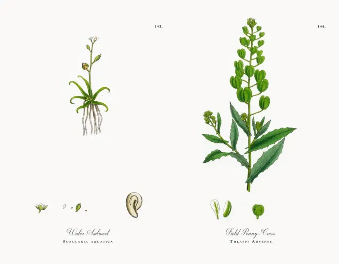 Framed Print : Water Awlwort, Subularia aquatica, Victorian Botanical Illustration, 1863 Framed Print : Water Awlwort, Subularia aquatica, Victorian Botanical Illustration, 1863