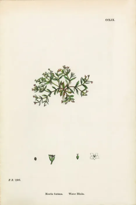 Framed Print : Water Blinks, Montia fontana, Victorian Botanical Illustration, 1863 Framed Print : Water Blinks, Montia fontana, Victorian Botanical Illustration, 1863