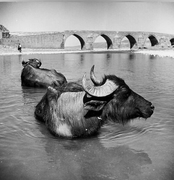 Water-Buffalo