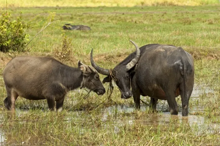 Framed Print : Water buffalo cow -Bubalus arnee- with calf on a pasture, Cambodia, Southeast Asia Framed Print : Water buffalo cow -Bubalus arnee- with calf on a pasture, Cambodia, Southeast Asia