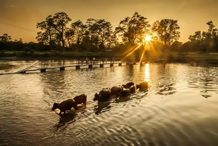 Framed Print : Water Buffalo cross the River Framed Print : Water Buffalo cross the River