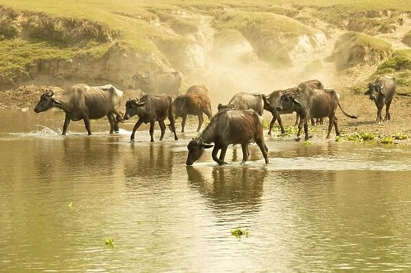 Water buffalos fording a river in front of a dusty embankment, Chitwan National Park, Nepal, Asia