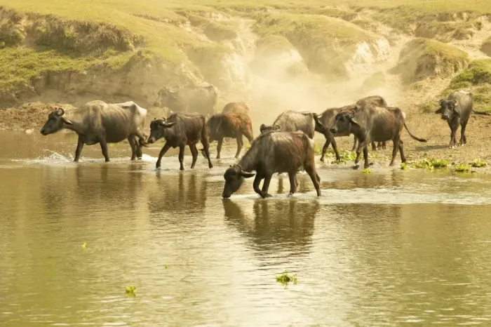 Framed Print : Water buffalos fording a river in front of a dusty embankment, Chitwan National Park, Nepal, Asia Framed Print : Water buffalos fording a river in front of a dusty embankment, Chitwan National Park, Nepal, Asia