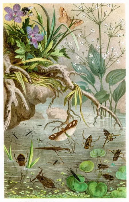 Framed Print : Water bugs Chromolithograph 1884 Framed Print : Water bugs Chromolithograph 1884