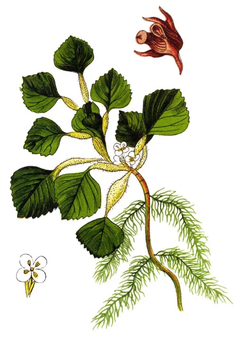 Framed Print : Water caltrop, also known as buffalo nut, bat nut, devil pod, ling nut, lin kok, ling kio nut Framed Print : Water caltrop, also known as buffalo nut, bat nut, devil pod, ling nut, lin kok, ling kio nut