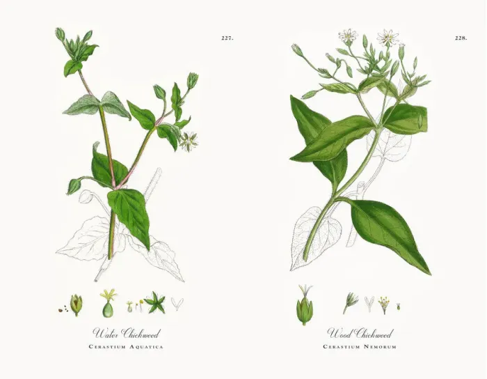 Framed Print : Water Chickweed, Cerastium Aquatica, Victorian Botanical Illustration, 1863 Framed Print : Water Chickweed, Cerastium Aquatica, Victorian Botanical Illustration, 1863
