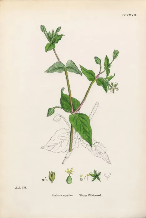 Framed Print : Water Chickweed, Cerastium Aquatica, Victorian Botanical Illustration, 1863 Framed Print : Water Chickweed, Cerastium Aquatica, Victorian Botanical Illustration, 1863