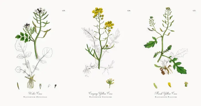 Framed Print : Water Cress, Nasturtium Officinale, Victorian Botanical Illustration, 1863 Framed Print : Water Cress, Nasturtium Officinale, Victorian Botanical Illustration, 1863