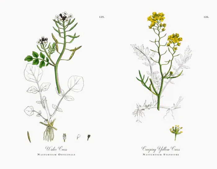 Framed Print : Water Cress, Nasturtium Officinale, Victorian Botanical Illustration, 1863 Framed Print : Water Cress, Nasturtium Officinale, Victorian Botanical Illustration, 1863