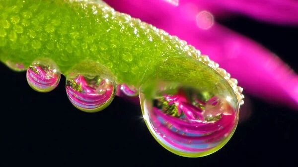 Water dew drops on succulent plant