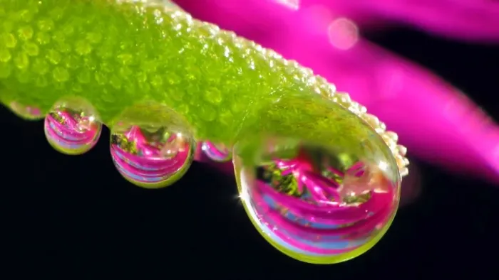 Framed Print : Water dew drops on succulent plant Framed Print : Water dew drops on succulent plant