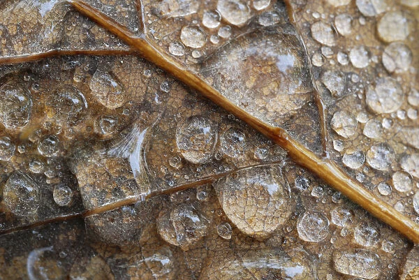Water droplets on an oak leaf